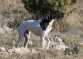 Pedigree BARCA DU MAS DU ZOUAVE